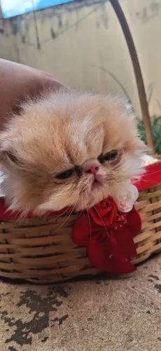 Filhotes gato Persa