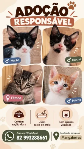 Adoção gato
