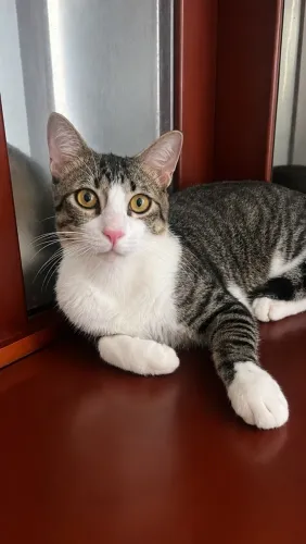 Gatinho pra adoção responsável