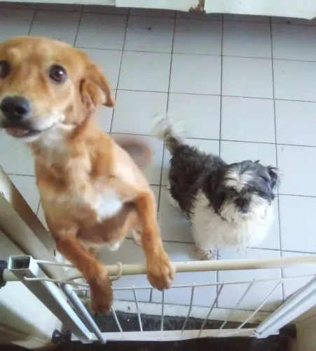 Cachorro (DOAÇÃO)