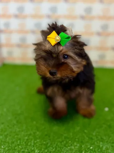 Yorkshire Terrier Fêmea 