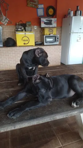 Cachorro