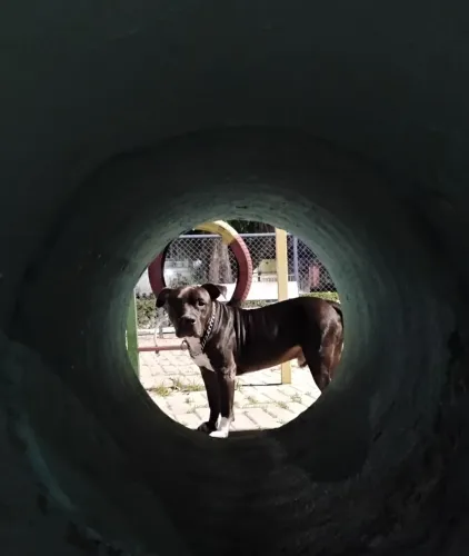 Cachorro Doação 