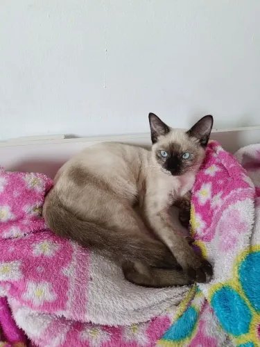 Gatinha filhote para doação! (Mika)