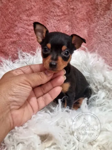 Pinscher zero pequenos e dóceis