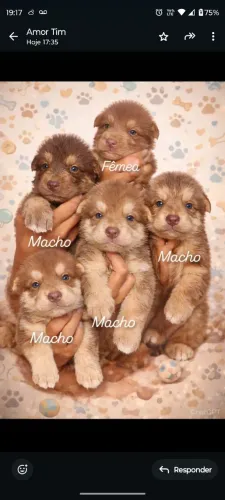 FILHOTES DE PASTOR ALEMÃO COM AKITA