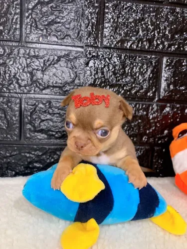 Chihuahua