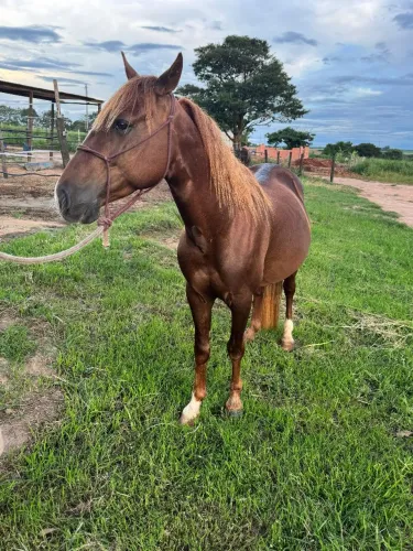 Vende-se cavalo domado