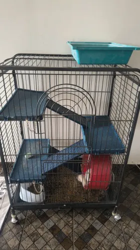 Chinchila junto com a gaiola