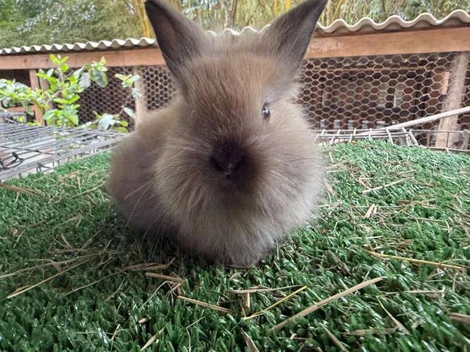 Coelhos Mini Lion Head Loop Dwarf Gigante de Flanders