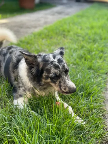 Border collie fêmea 