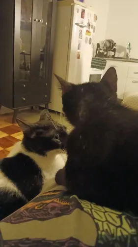 Doação de fêmea e macho