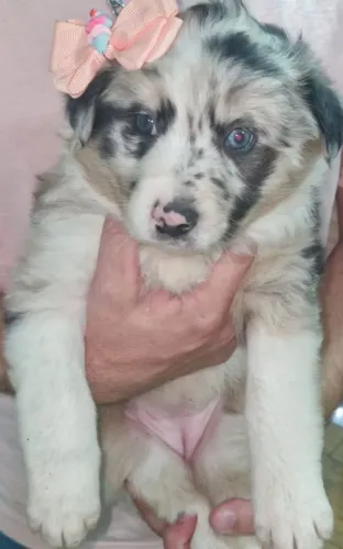 Border collie 