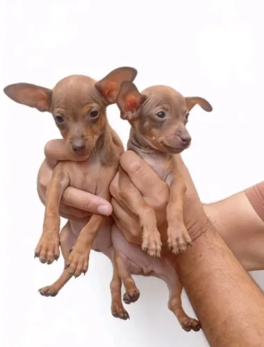 Filhote Pinscher Zero Encantador