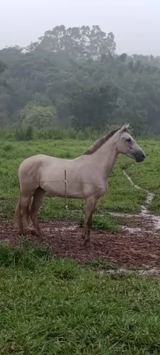 Vendo cavalo de 3/4 anos bem domador