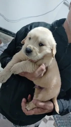 Golden Retriever para Quem Busca um Companheiro Especial