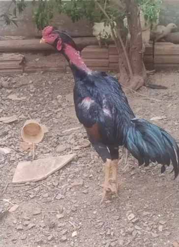 Galo cbt