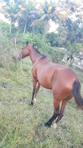 Pra vende