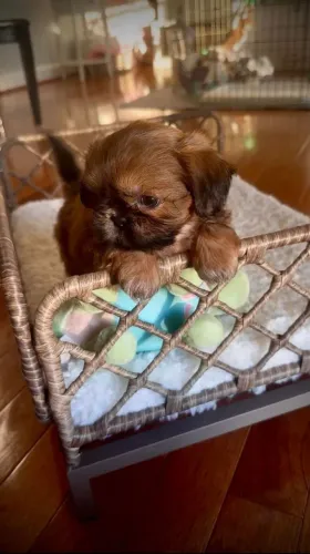 Shihtzu macho Mini