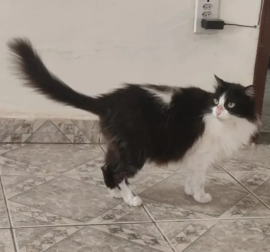 Gata para adoção responsavel
