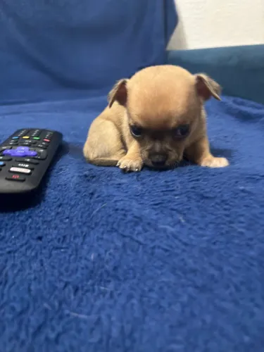 Chiuhuaua micro 