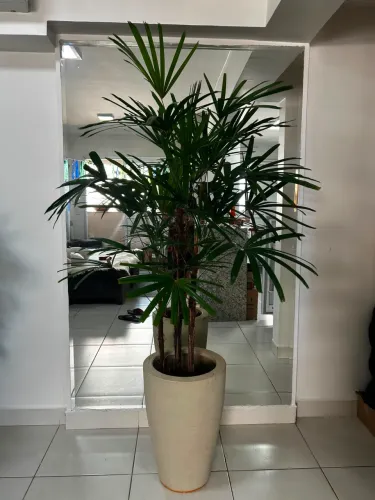 Palmeira Rafis