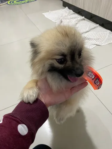 Spitz alemão mini macho 