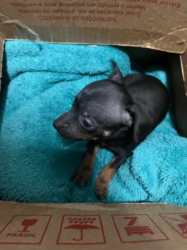 Cachorro pincher N01
