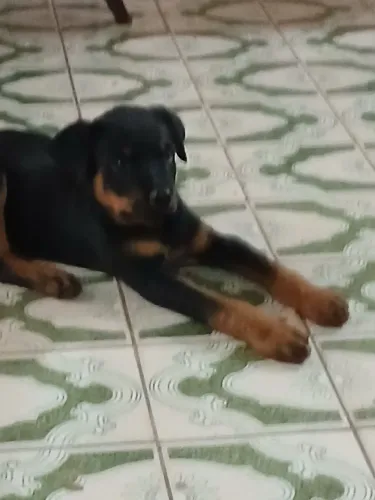 filhote de Rottweiller macho