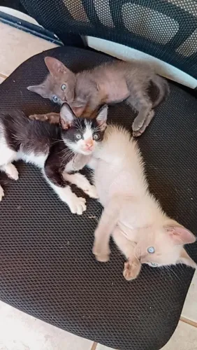 Gato