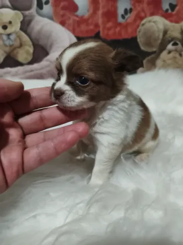 Princesinha Chihuahua pêlo longo disponível!