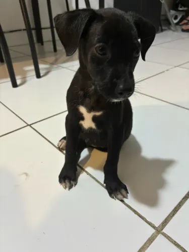 Adoção de filhote de cachorro porte pequeno /medio