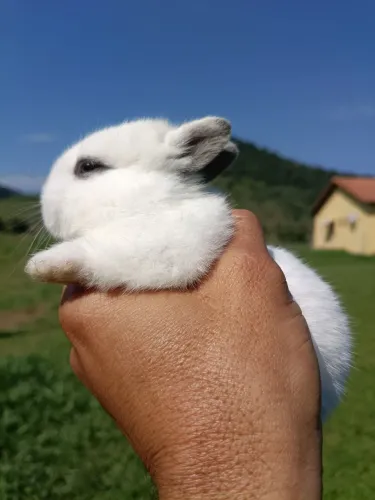 Coelho anão de Netherland Dwarf
