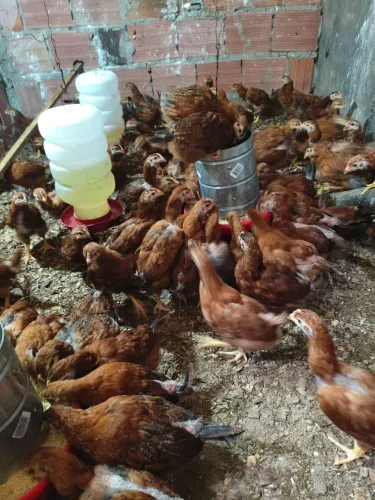 Oportunidade - Vende-se pintos Embrapa 051