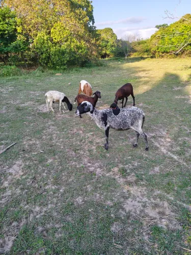 Vendo Ovelhas