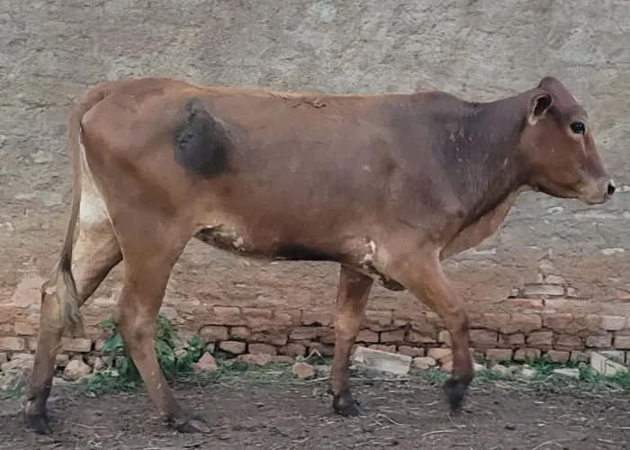 Vaca/novilha