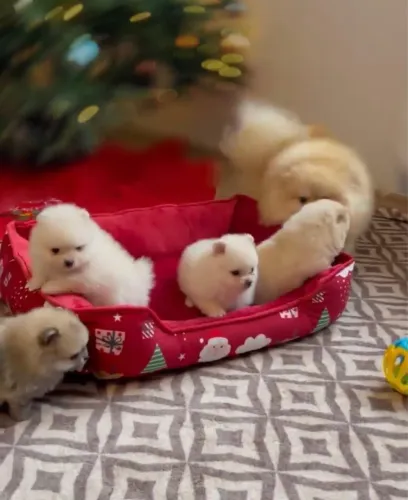 Lulu da Pomerania Anão meninos e meninas ac cartão