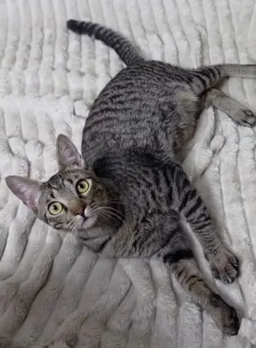Gatinhos rajadinhos CASTRADOS, VERMIFUGADOS e VACINADOS disponíveis para adoção