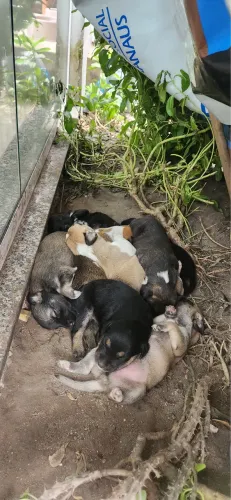 Cachorrinhos para adoção 