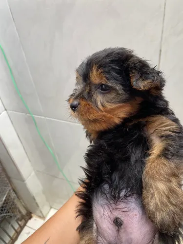 Filhote de yorkshire ( Masculino)