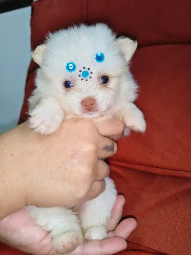 Lulu da Pomerânia fêmeas e machos, genética Merlin e olhos claros, aceitamos propostas