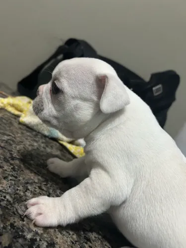 Vende-se filhotes de buldogue francês