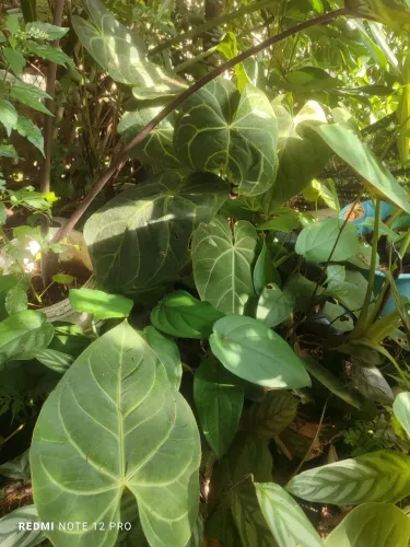 anthurium crystallinum umas das plantas raras