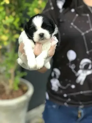Shih Tzu Fêmea com Pedigree e Garantia de Saúde Completa