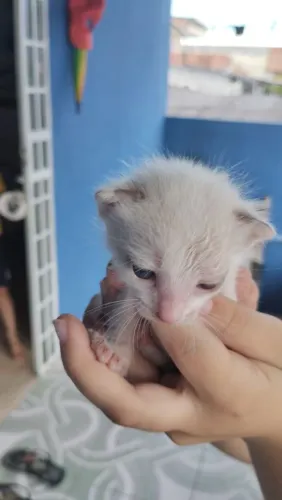 Doação de Gatinhos