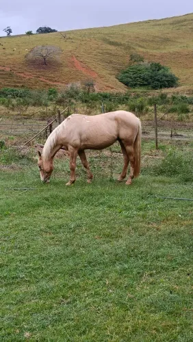 Cavalo meio sangue QM