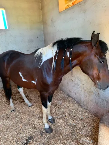 Vendo cavalo mangalarga