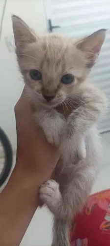 Gatinhos