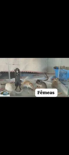 Filhotes de GERBIL (ESQUILO DA MONGOLIA)