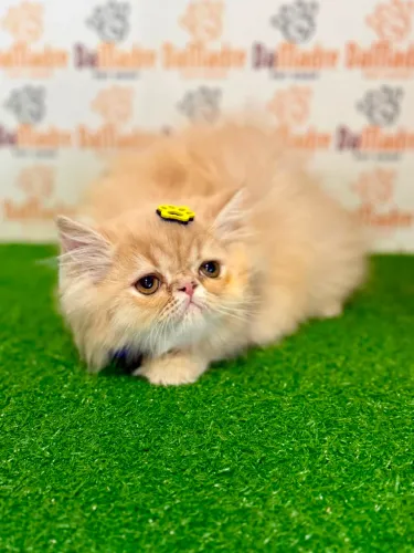 Gato Persa 